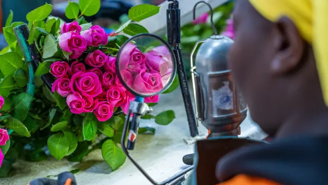 Rose inspection